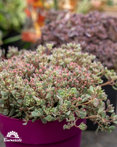Sedum aux feuilles charnues vertes bordées de rose dans un pot coloré.